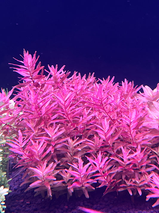 Rotala Macrandra 'Mini Butterfly'-Cherries Nature Aquarium