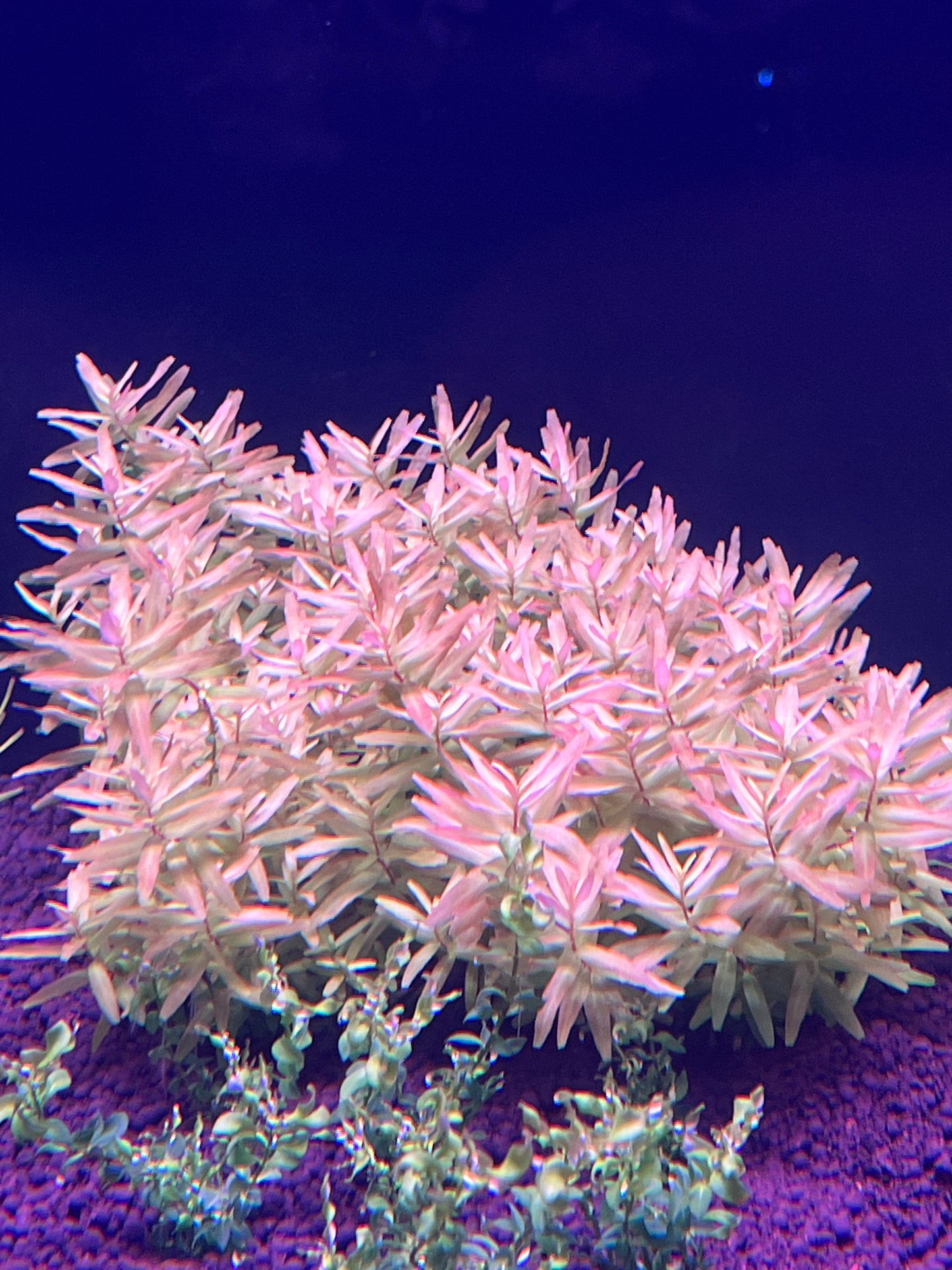 Rotala Macrandra 'Mini Gold'-Cherries Nature Aquarium