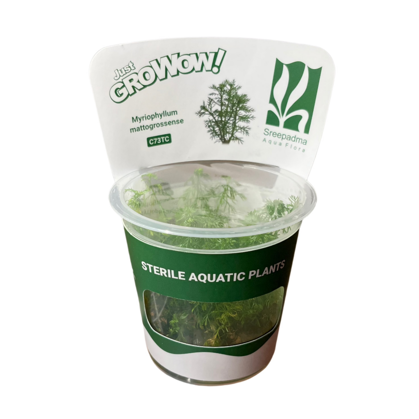 Myriophyllum mattogrossense-Cherries Nature Aquarium