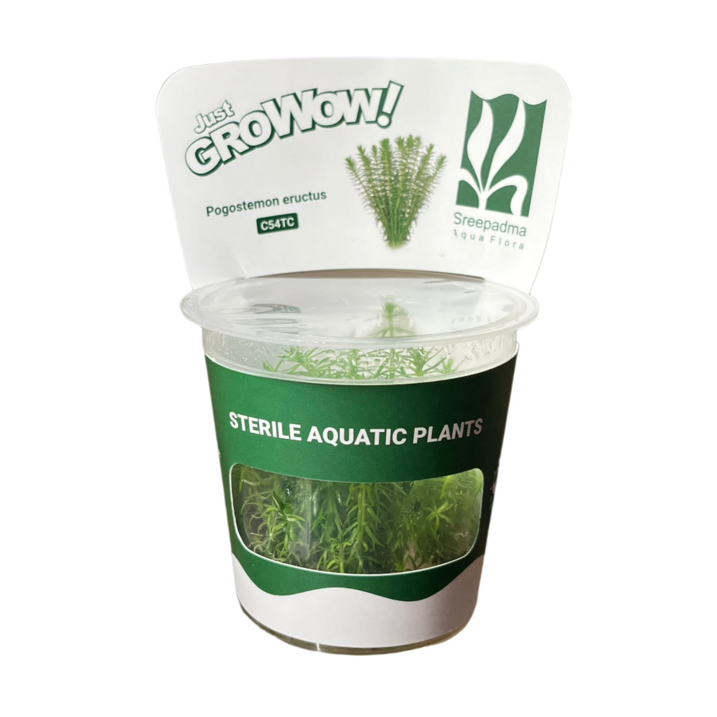 Pogostemon erectus-Cherries Nature Aquarium