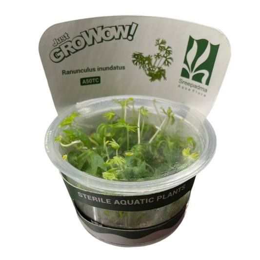 Ranunculus inundatus