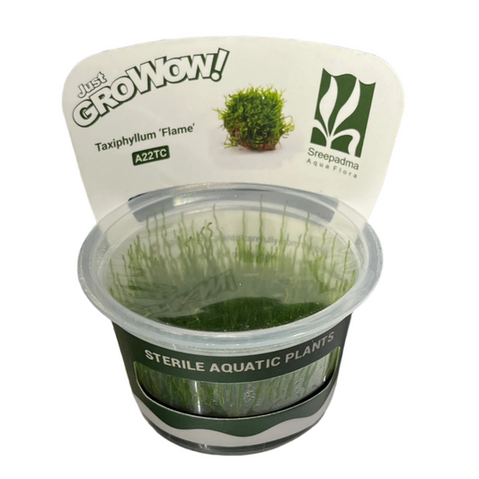 Taxiphyllum sp. 'Flame'