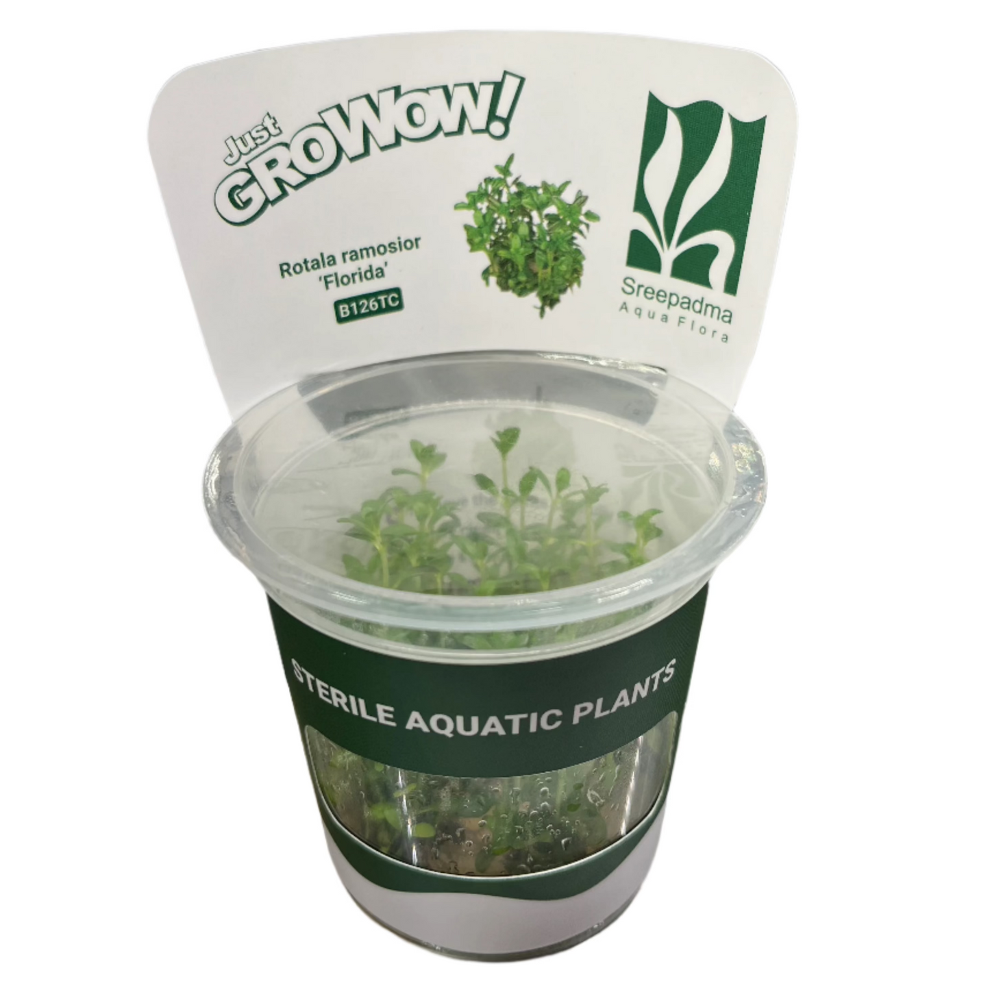 Rotala ramosior 'Florida'