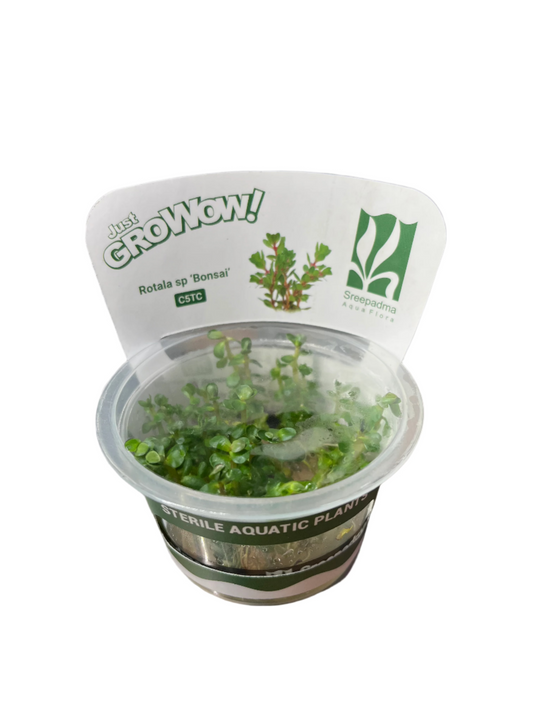 Rotala indica 'Bonsai'