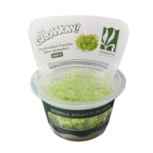 Hydrocotyle tripartita 'Mini Variegated'