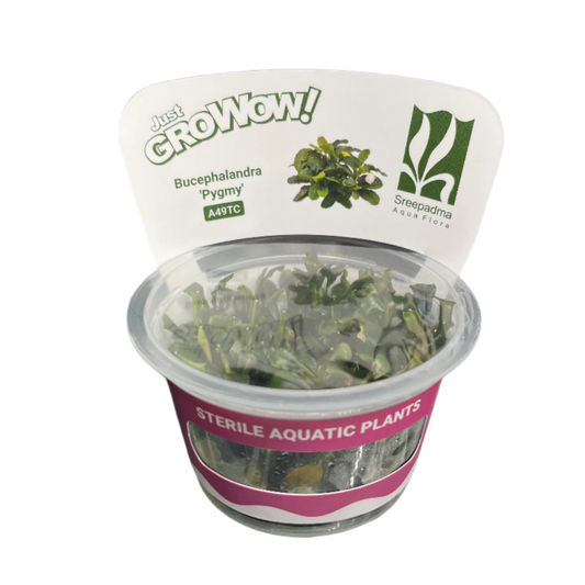 Bucephalandra 'Pygmy'