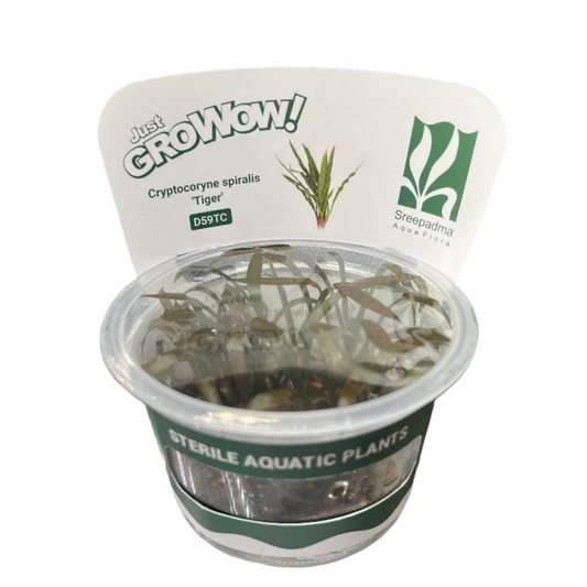 Cryptocoryne spiralis 'Tiger'