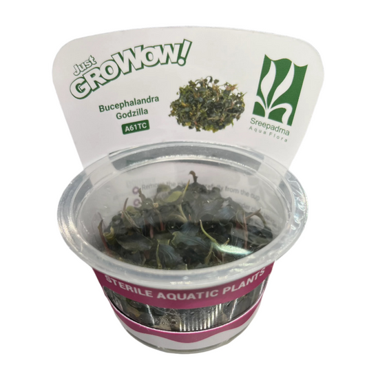 Bucephalandra 'Godzilla'