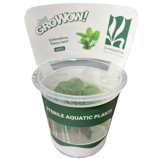Echinodorus 'Fancy Twist'