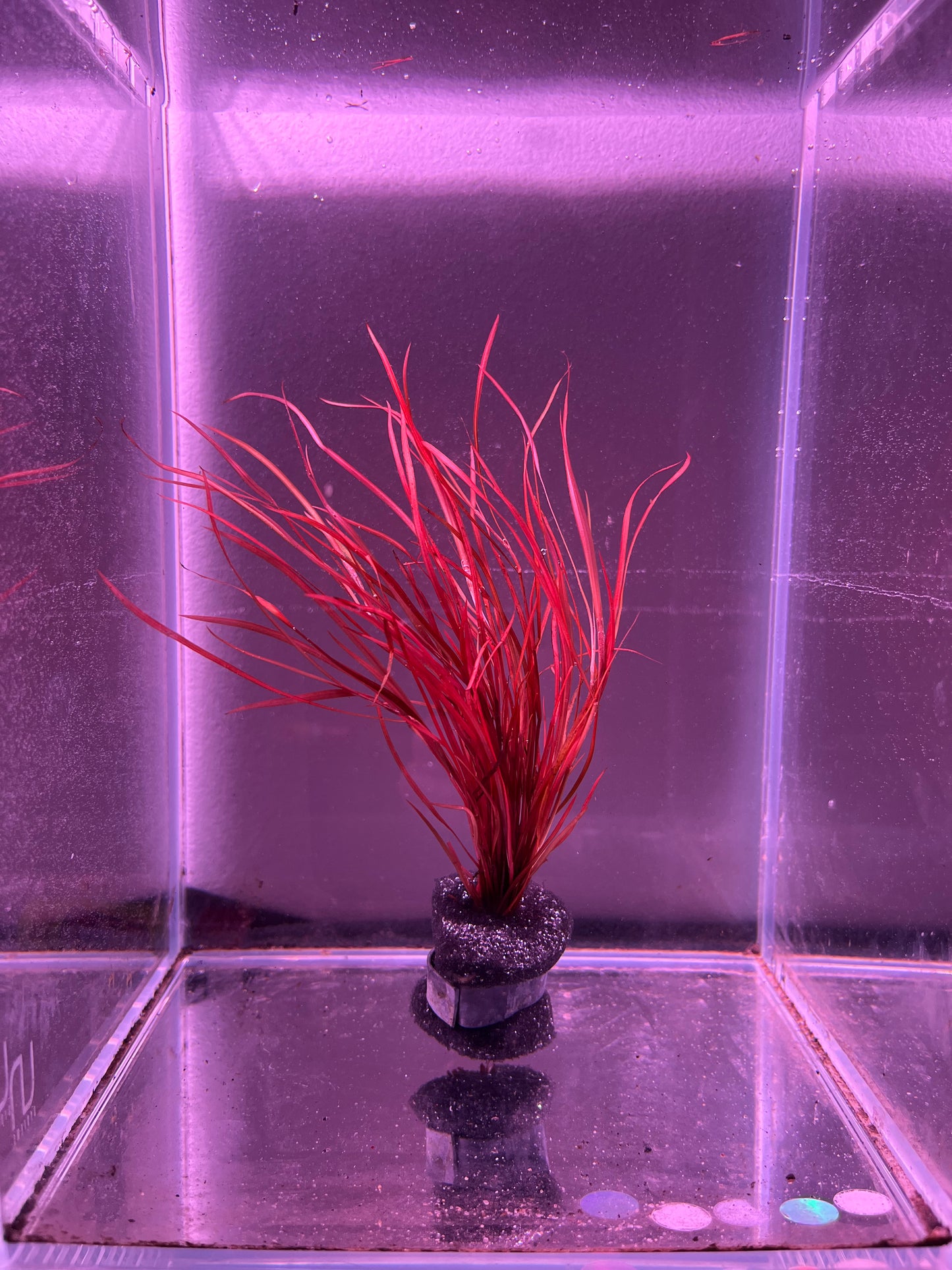 Potamogeton Octandrus Red