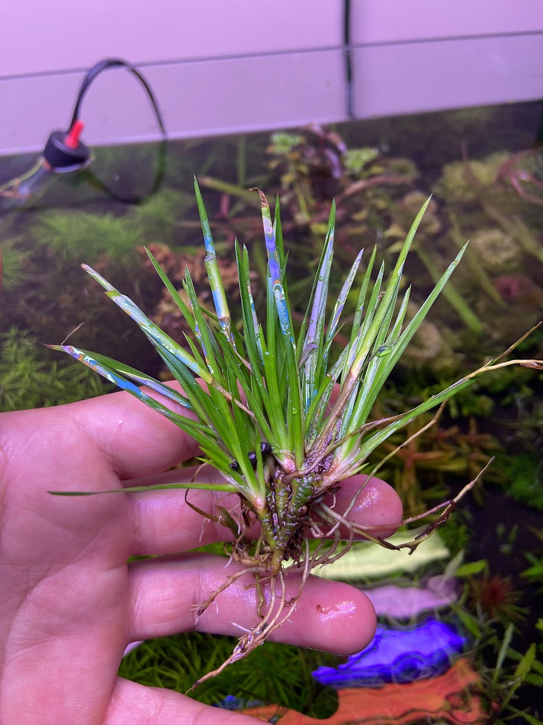Acorus Gramineus 'Pusillus'-Cherries Nature Aquarium