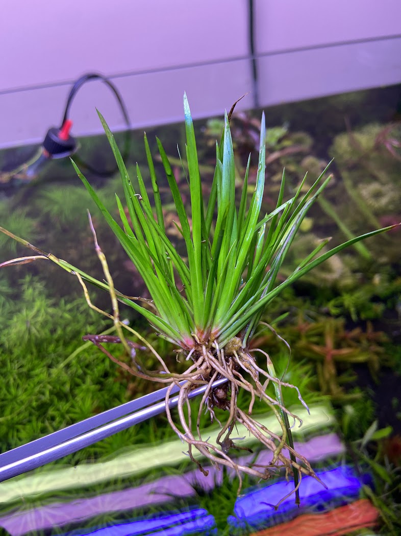 Acorus Gramineus 'Pusillus'-Cherries Nature Aquarium