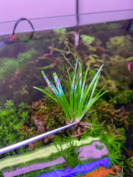 Acorus Gramineus 'Pusillus'-Cherries Nature Aquarium