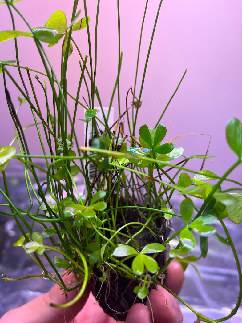 Marsilea Quadrifolia-Cherries Nature Aquarium