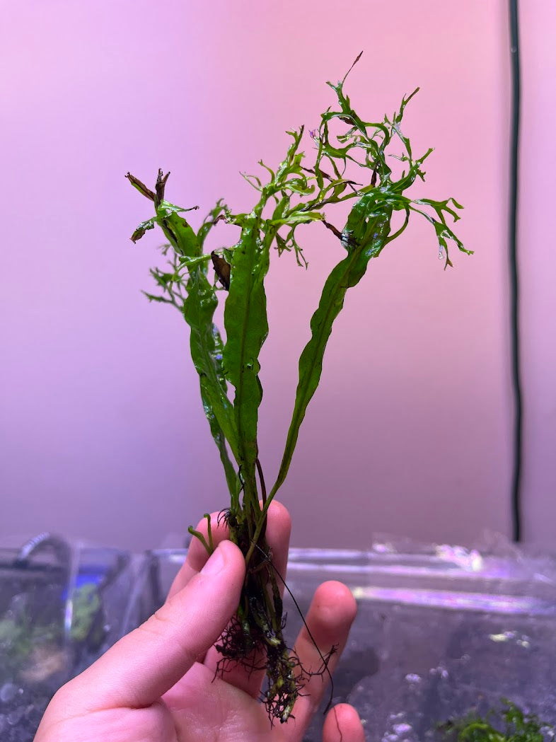 Microsorum Windelov - 'Lace'-Cherries Nature Aquarium