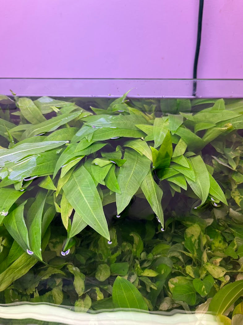 Echinodorus amazonicus-Cherries Nature Aquarium