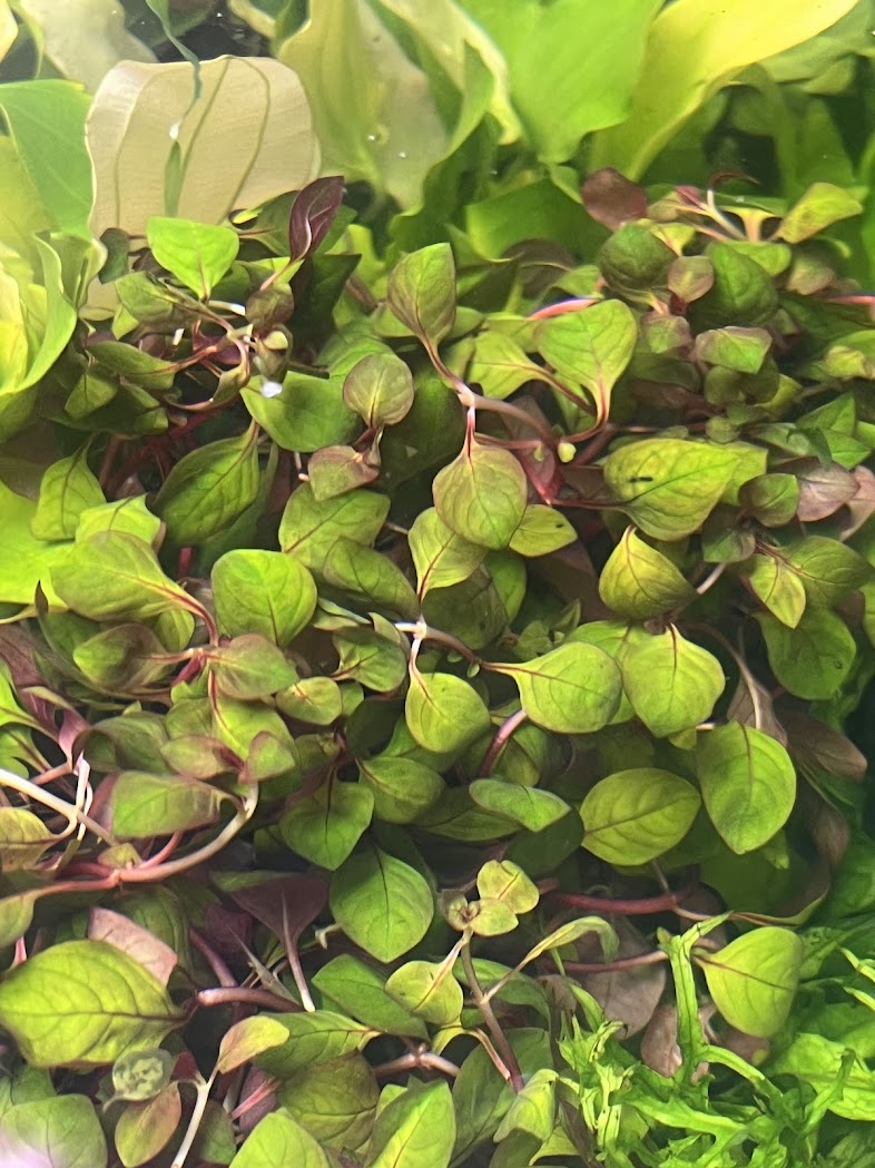 Ludwigia palustris super red-Cherries Nature Aquarium
