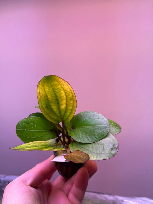 Echinodorus big bear-Cherries Nature Aquarium