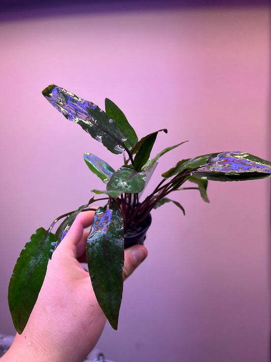Cryptocoryne x becketii-petchii-Cherries Nature Aquarium
