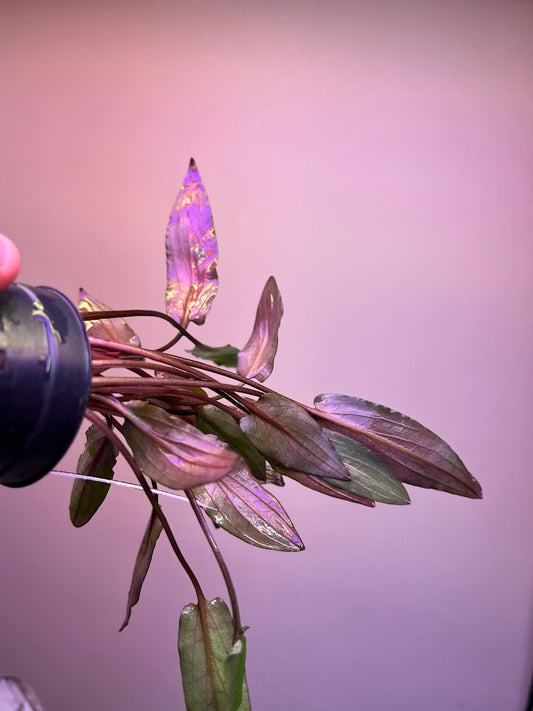 Cryptocoryne x becketii-petchii-Cherries Nature Aquarium