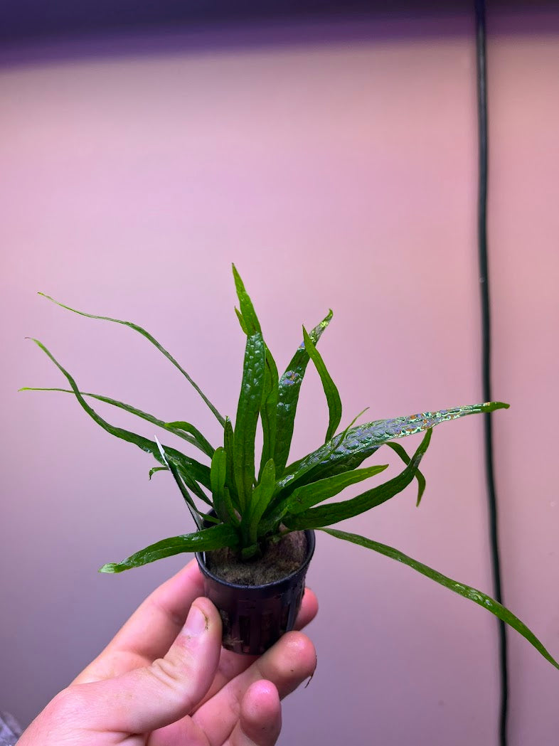 Microsorum pteropus philippine mini-Cherries Nature Aquarium