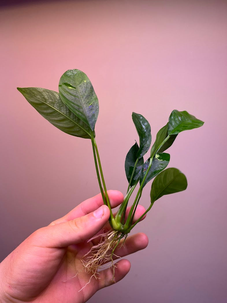 Anubias congensis-Cherries Nature Aquarium