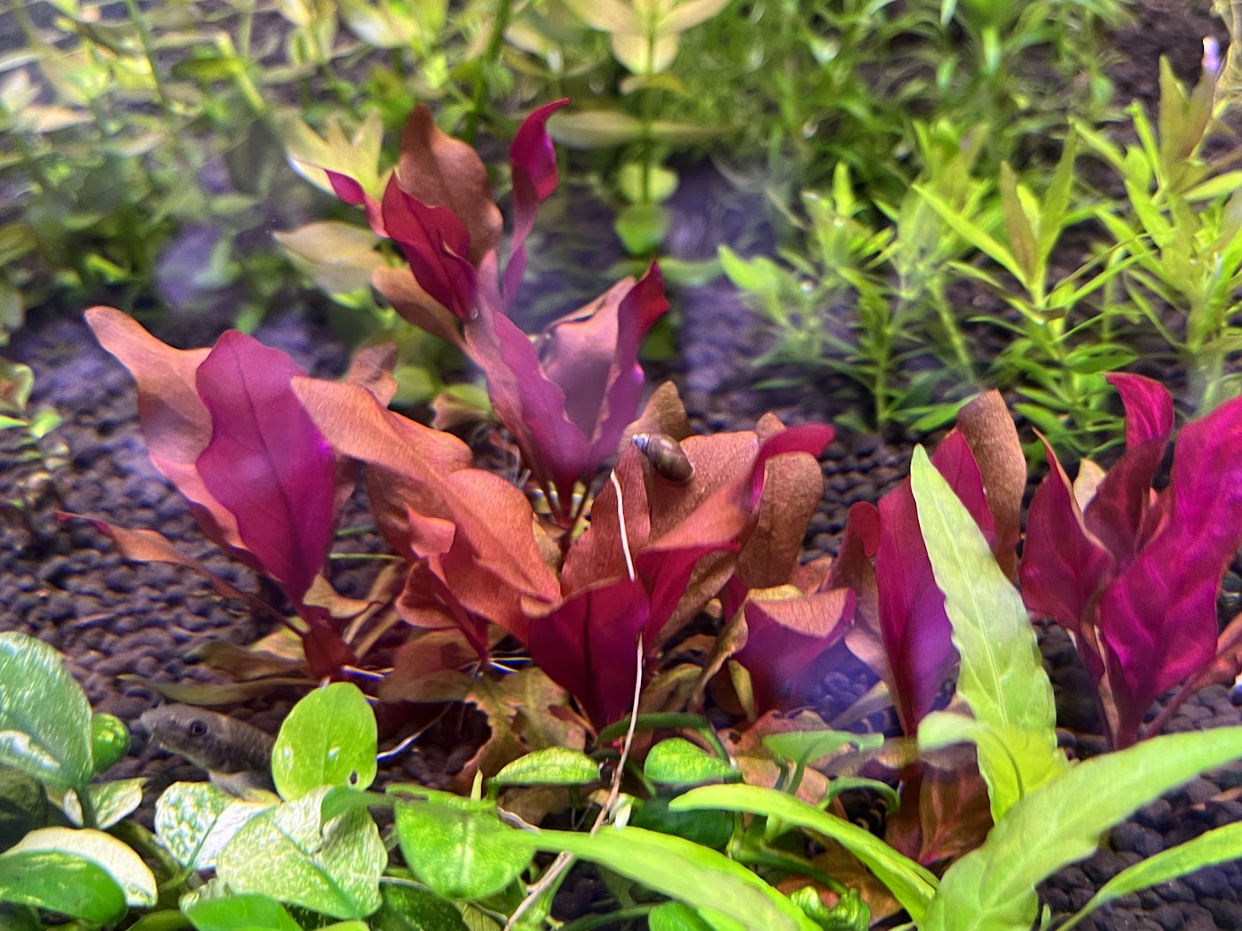 Alternanthera reineckii mini-Cherries Nature Aquarium