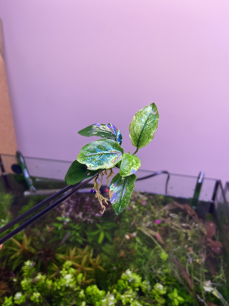 Anubias Pinto-Cherries Nature Aquarium