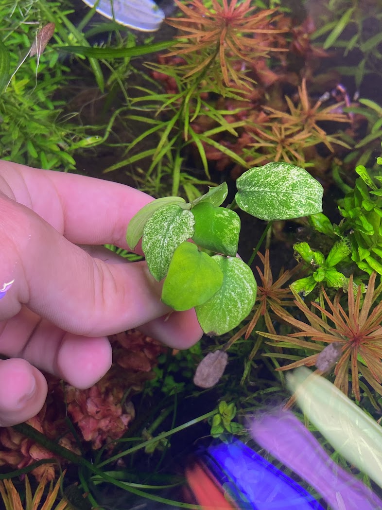 Anubias Pinto-Cherries Nature Aquarium