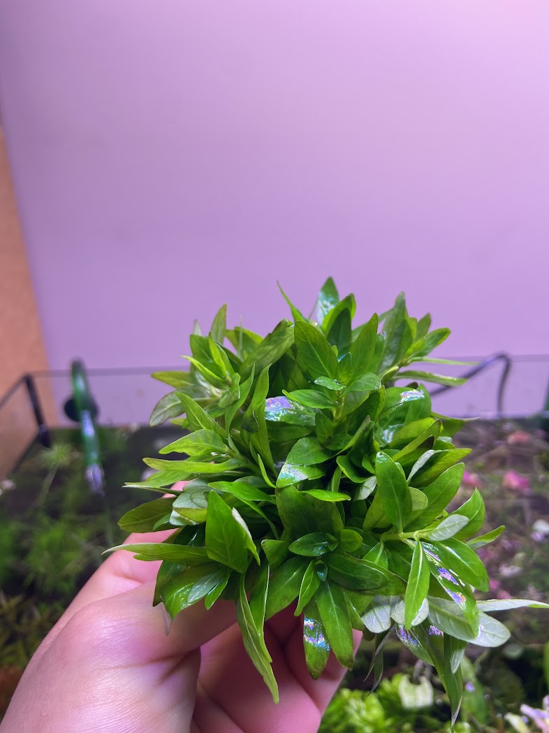 Staurogyne Repens-Cherries Nature Aquarium