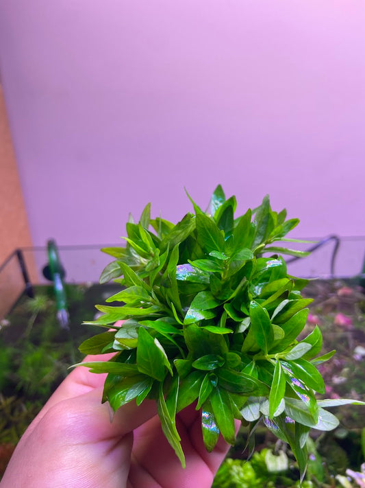 Staurogyne Repens-Cherries Nature Aquarium