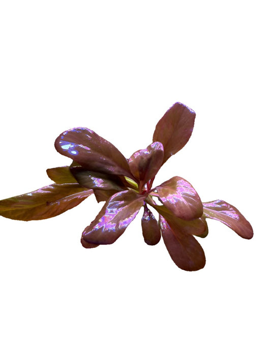 Samolus Parviflorus (Red)-Cherries Nature Aquarium