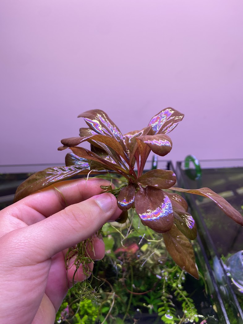 Samolus Parviflorus (Red)-Cherries Nature Aquarium