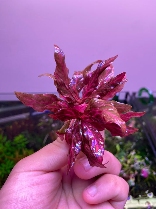 Alternanthera Reineckii Mini Variegated-Cherries Nature Aquarium