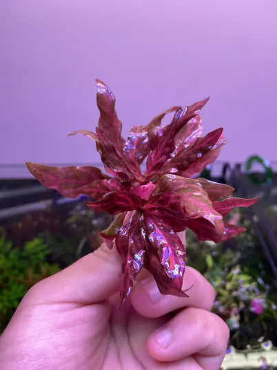 Alternanthera Reineckii Mini Variegated-Cherries Nature Aquarium