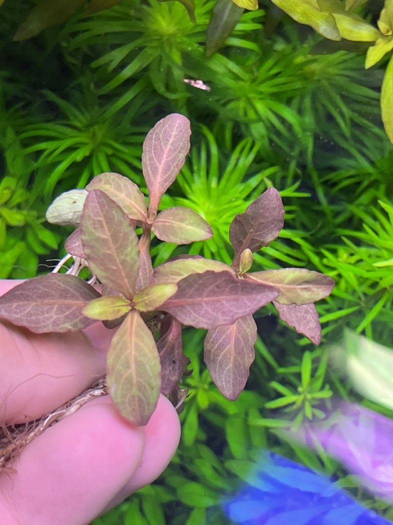 Hygrophila Sp. Quadrivalvis Broad Leaf-Cherries Nature Aquarium