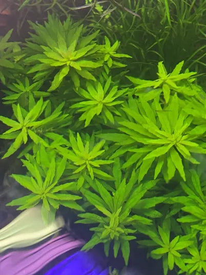 Limnophila Aromatica Mini-Cherries Nature Aquarium