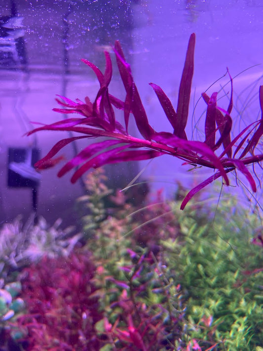 Rotala Blood Red Singapore-Cherries Nature Aquarium