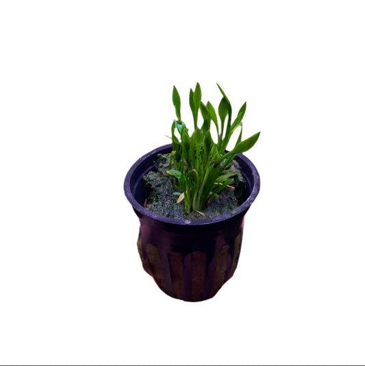 Cryptocoryne Parva-Cherries Nature Aquarium