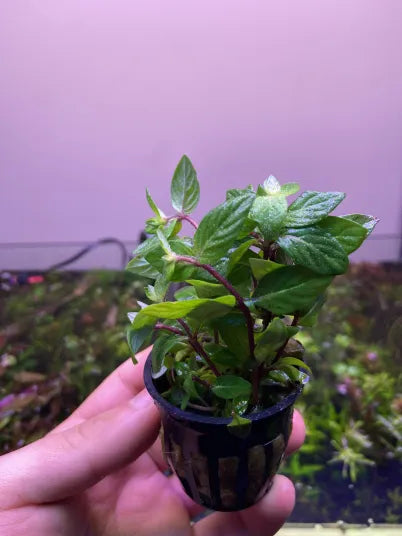 Staurogyne Repens-Cherries Nature Aquarium