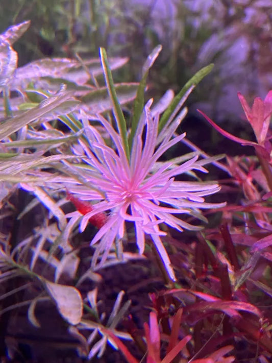 Ludwigia Inclinata var. Verticillata 'White'-Cherries Nature Aquarium