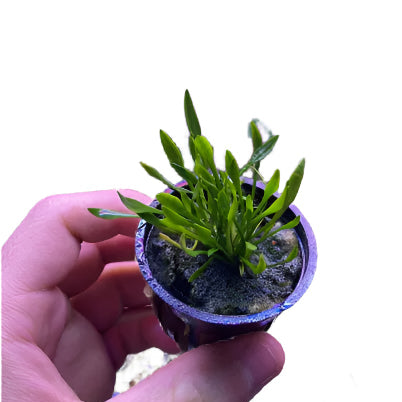 Cryptocoryne Parva-Cherries Nature Aquarium