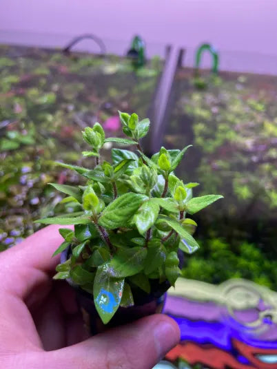Staurogyne Repens-Cherries Nature Aquarium