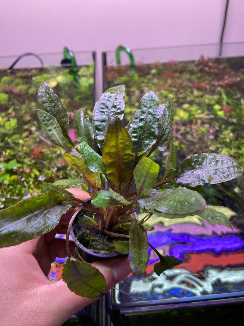 Cryptocoryne Bronze-Cherries Nature Aquarium