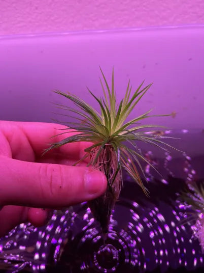 Eriocaulon Polaris-Cherries Nature Aquarium