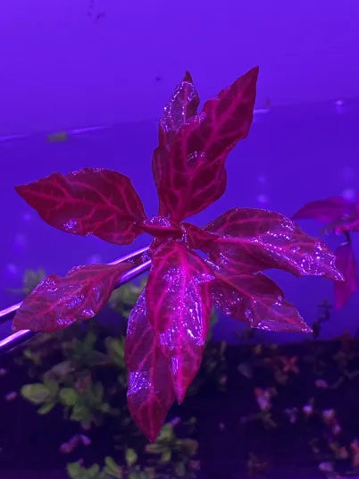Alternanthera Reineckii Mini Variegated-Cherries Nature Aquarium