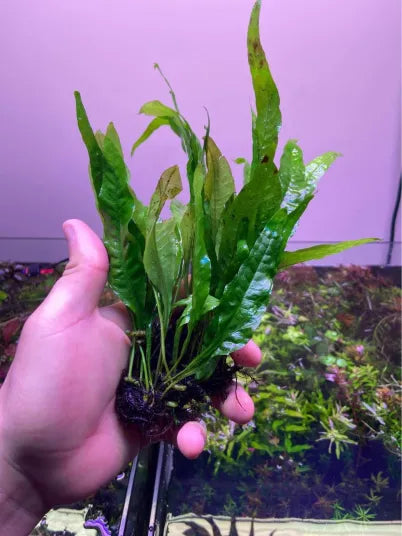 Micosorum Pteropus 'Java Fern'-Cherries Nature Aquarium