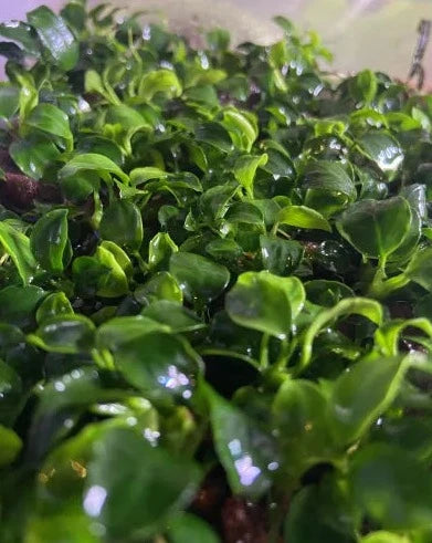 Anubias Petite Thai-Cherries Nature Aquarium
