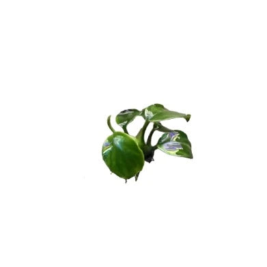 Anubias Petite Thai-Cherries Nature Aquarium