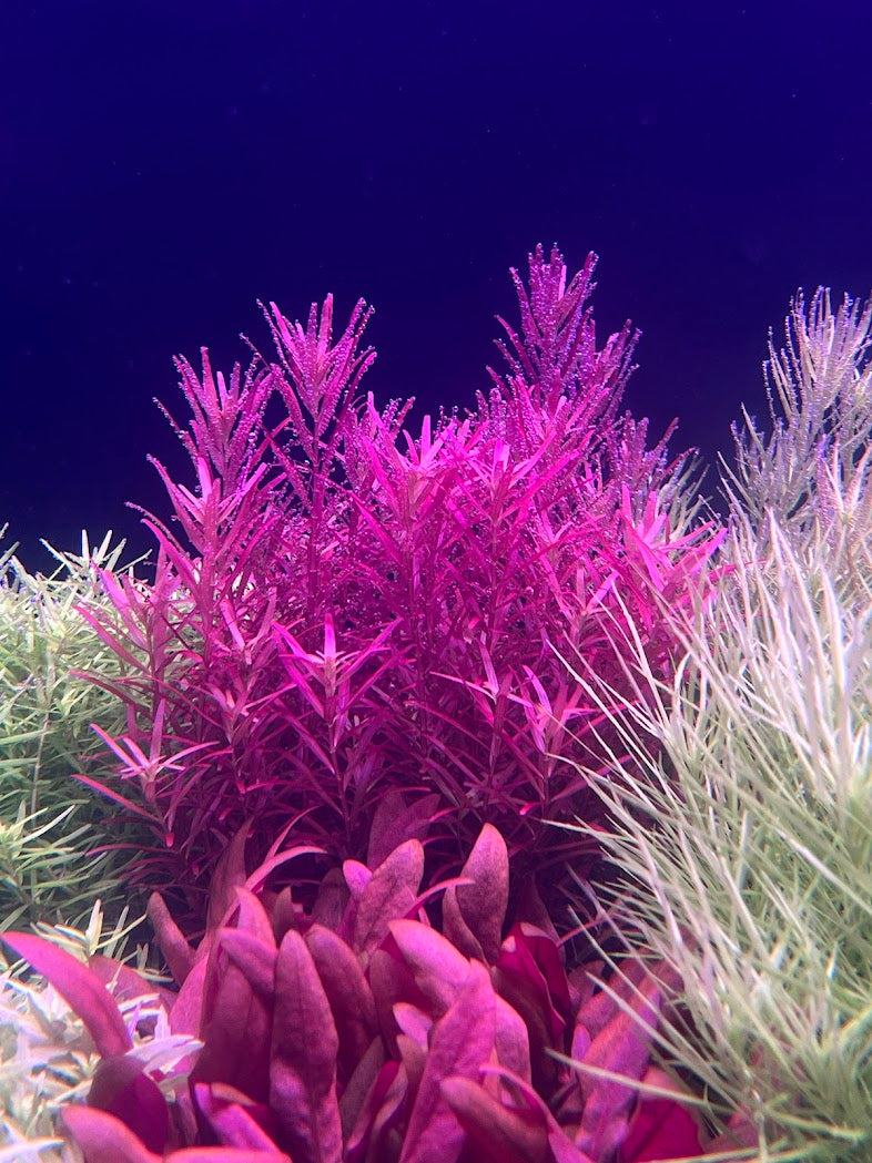 Rotala Blood Red Singapore-Cherries Nature Aquarium